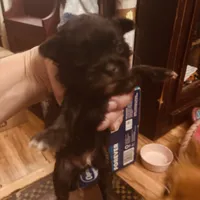 Puppies , a female Japanese Chin and Pomeranian for sale in Elkview, WV – 3 of 7