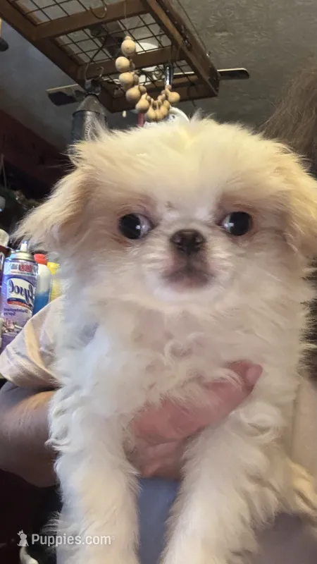Chin chin  – Japanese Chin puppy for sale in Elkview, WV