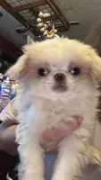 Chin chin , a male Japanese Chin for sale in Elkview, WV – 1 of 7