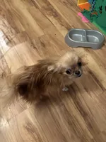 Pixie , a female Pomeranian for sale in Elkview, WV – Photo 4 of 4