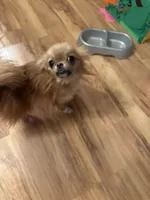 Pixie , a female Pomeranian for sale in Elkview, WV – Photo 3 of 4