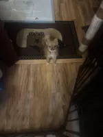 Pixie , a female Pomeranian for sale in Elkview, WV – Photo 1 of 4