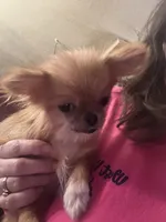 Pixie , a female Pomeranian for sale in Elkview, WV – Photo 2 of 4