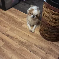 Yoda, a male Japanese Chin for sale in Elkview, WV – 1 of 3