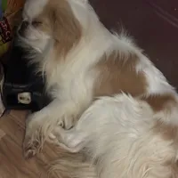 Yoda, a male Japanese Chin for sale in Elkview, WV – 2 of 3
