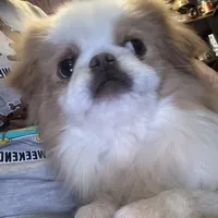 Yoda, a male Japanese Chin for sale in Elkview, WV – 3 of 3