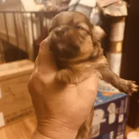Puppies , a female Japanese Chin and Pomeranian for sale in Elkview, WV – 6 of 7
