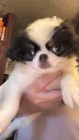 Maggie, a female Japanese Chin for sale in Elkview, WV – 4 of 9