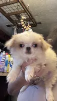 Chin chin , a male Japanese Chin for sale in Elkview, WV – 4 of 7