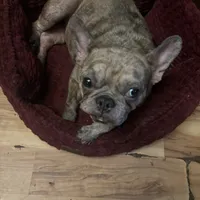 Teacup, a female French Bulldog for sale in Elkview, WV – 3 of 3