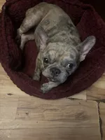 Teacup, a female French Bulldog for sale in Elkview, WV – Photo 3 of 3