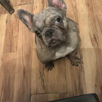 Teacup, a female French Bulldog for sale in Elkview, WV – 1 of 3