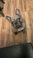 Teacup, a female French Bulldog for sale in Elkview, WV – Photo 1 of 3