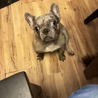 Teacup, a female French Bulldog for sale in Elkview, WV – 2 of 3