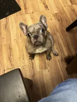 Teacup, a female French Bulldog for sale in Elkview, WV – Photo 2 of 3