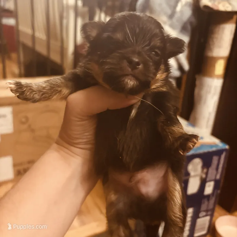 Puppies  – Japanese Chin, Pomeranian puppy for sale in Elkview, WV
