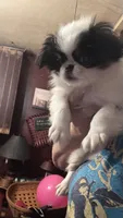 Maggie, a female Japanese Chin for sale in Elkview, WV – 2 of 9