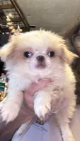 Chin chin , a male Japanese Chin for sale in Elkview, WV – 3 of 7