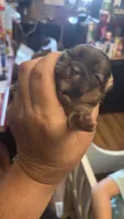 Puppies , a female Japanese Chin and Pomeranian for sale in Elkview, WV – 5 of 7