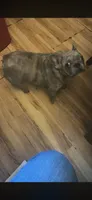 Teacup, a female French Bulldog for sale in Elkview, WV – 4 of 4