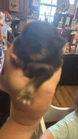 Puppies , a female Japanese Chin and Pomeranian for sale in Elkview, WV – 7 of 7