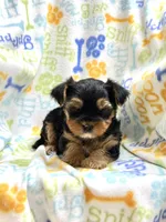 Snickers, a male Yorkshire Terrier for sale in Red House, WV – 3 of 4