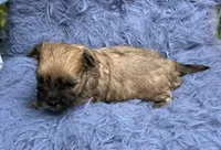 Joey, a male Morkie for sale in Red House, WV – 3 of 4