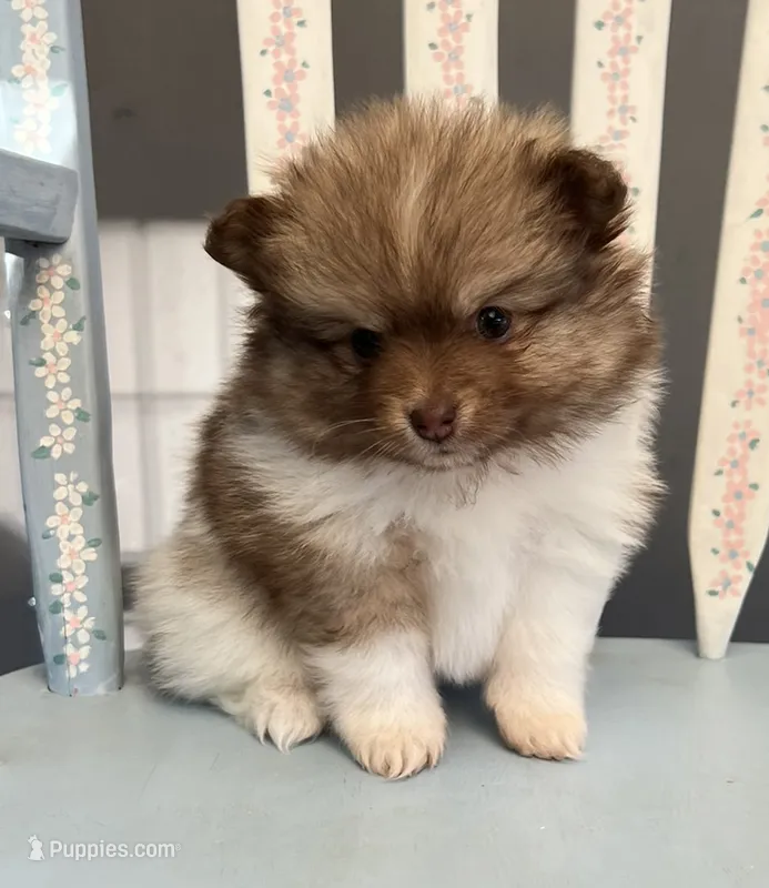 Hazel – Pomeranian puppy for sale in Red House, WV