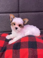 Jackson, a male Yorkshire Terrier for sale in Red House, WV – 3 of 10