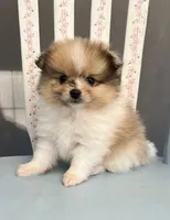 Mochi, a male Pomeranian for sale in Red House, WV – 1 of 4