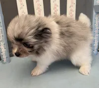 Lily, a female Pomeranian for sale in Red House, WV – 3 of 4
