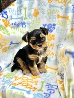 Snickers, a male Yorkshire Terrier for sale in Red House, WV – 4 of 4