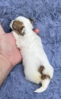 Rick, a male Morkie for sale in Red House, WV – 4 of 5