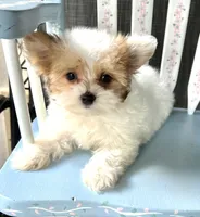 Admiral, a male Morkie for sale in Red House, WV – 2 of 5