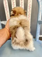 Mochi, a male Pomeranian for sale in Red House, WV – 4 of 4