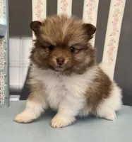 Hazel, a female Pomeranian for sale in Red House, WV – 3 of 4