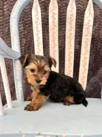 Alfie, a male Yorkshire Terrier for sale in Red House, WV – 4 of 4