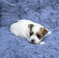 Rick, a male Morkie for sale in Red House, WV – 2 of 5