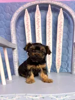 Lola, a female Yorkshire Terrier for sale in Red House, WV – 2 of 4