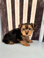 Archie, a male Yorkshire Terrier for sale in Red House, WV – 3 of 5