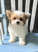 Admiral, a male Morkie for sale in Red House, WV – 5 of 5