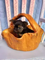 Lacy, a female Yorkshire Terrier for sale in Red House, WV – 3 of 4