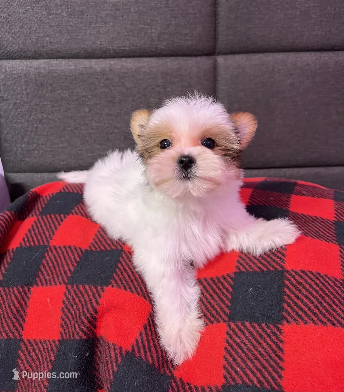 Jackson – Yorkshire Terrier puppy for sale in Red House, WV