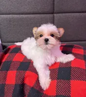 Jackson, a male Yorkshire Terrier for sale in Red House, WV – 1 of 10