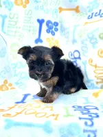 Chloe, a female Yorkshire Terrier for sale in Red House, WV – 2 of 5