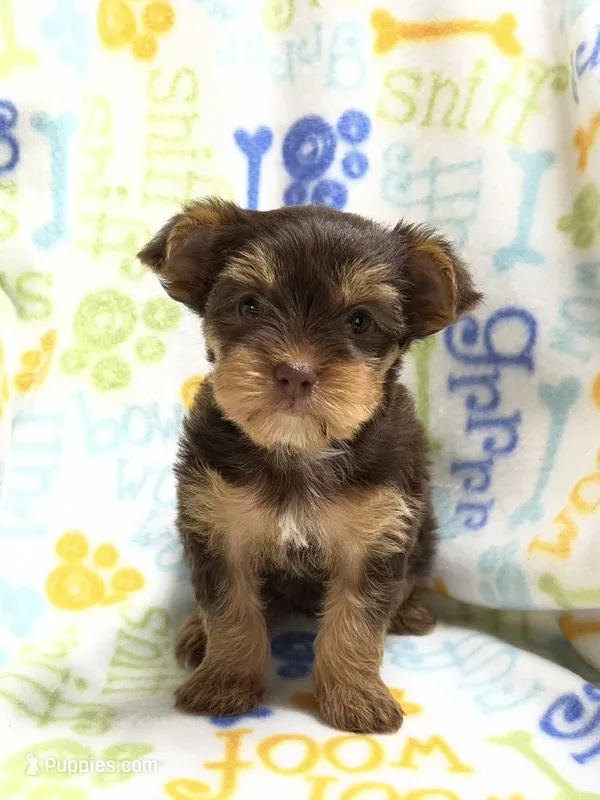 Twix – Yorkshire Terrier puppy for sale in Red House, WV
