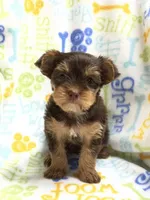 Twix, a female Yorkshire Terrier for sale in Red House, WV – 1 of 6