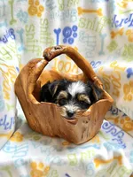 Kit Kat, a female Yorkshire Terrier for sale in Red House, WV – 3 of 6
