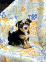 Kit Kat, a female Yorkshire Terrier for sale in Red House, WV – 5 of 6