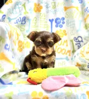 Twix, a female Yorkshire Terrier for sale in Red House, WV – 6 of 6